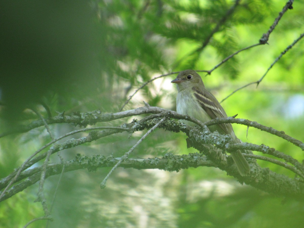 Acadian Flycatcher - Timothy Blanchard