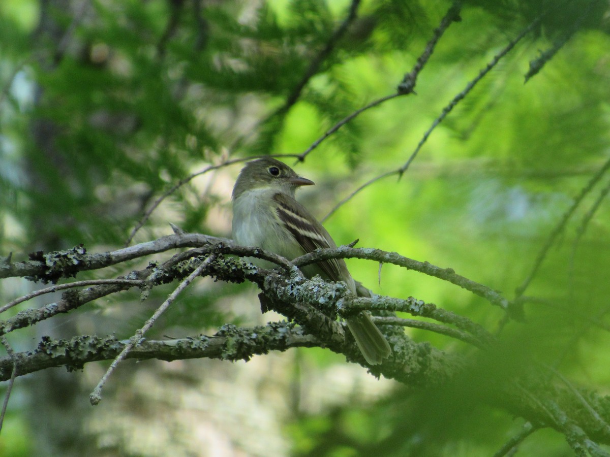 Acadian Flycatcher - Timothy Blanchard