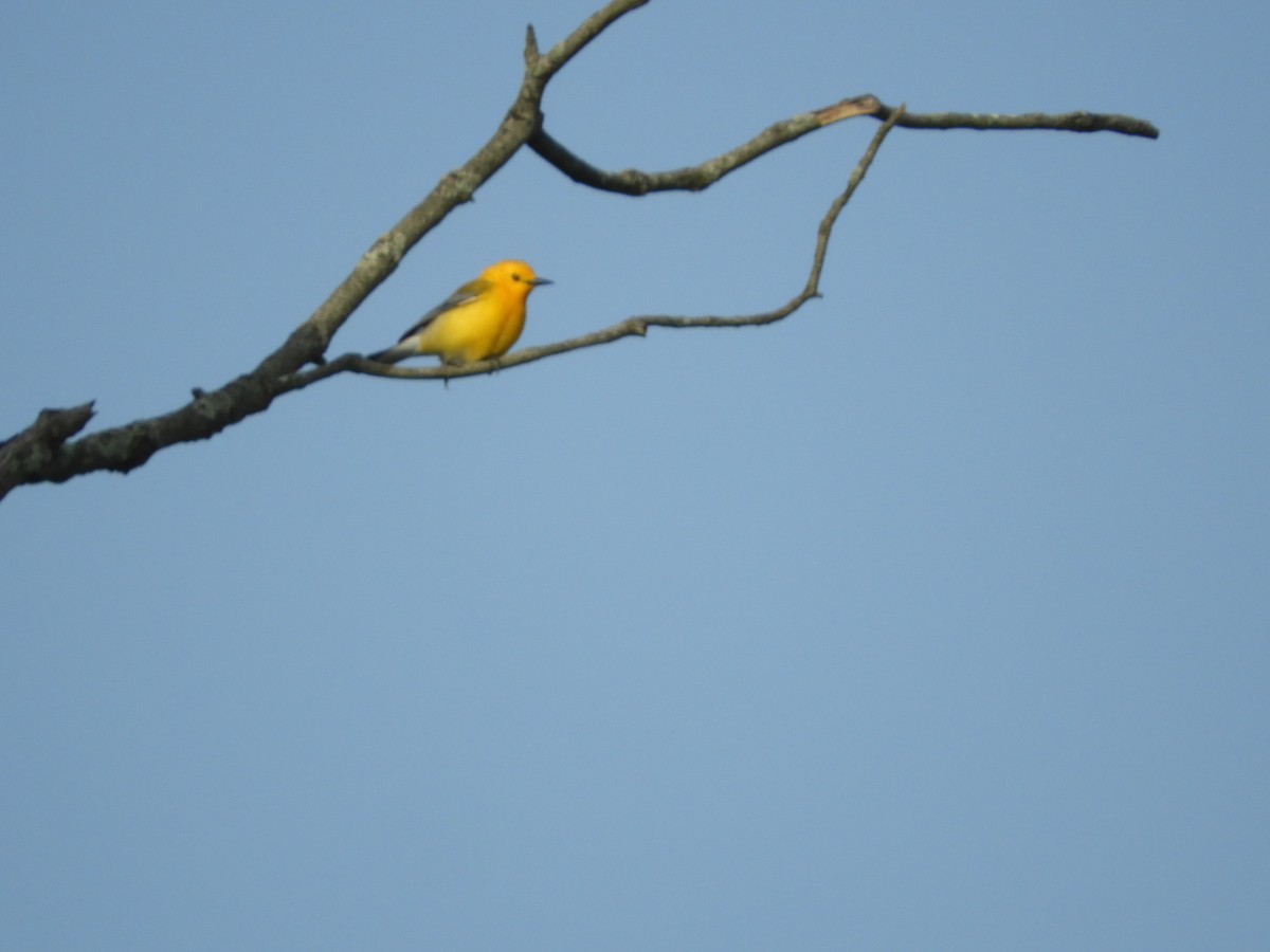 Prothonotary Warbler - Thomas Bürgi