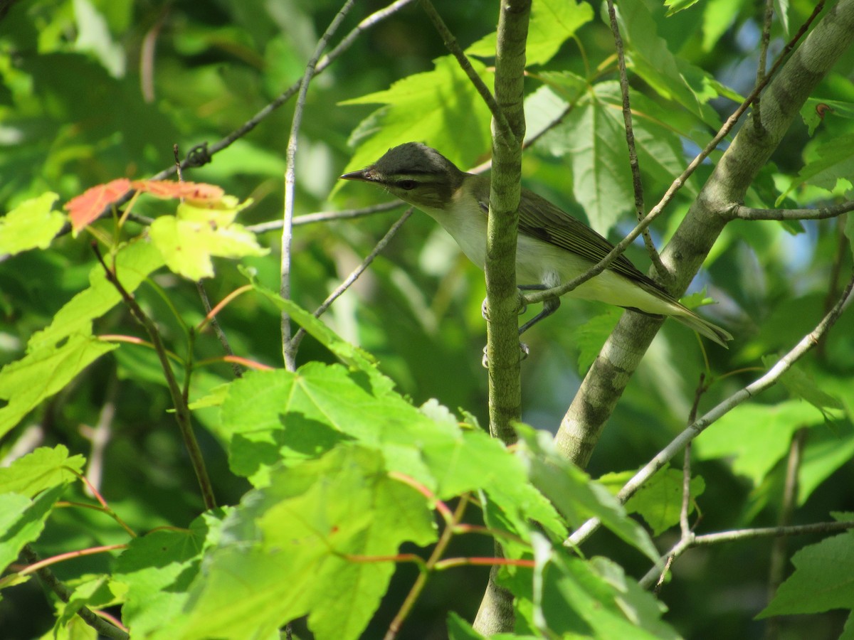 Red-eyed Vireo - Timothy Blanchard