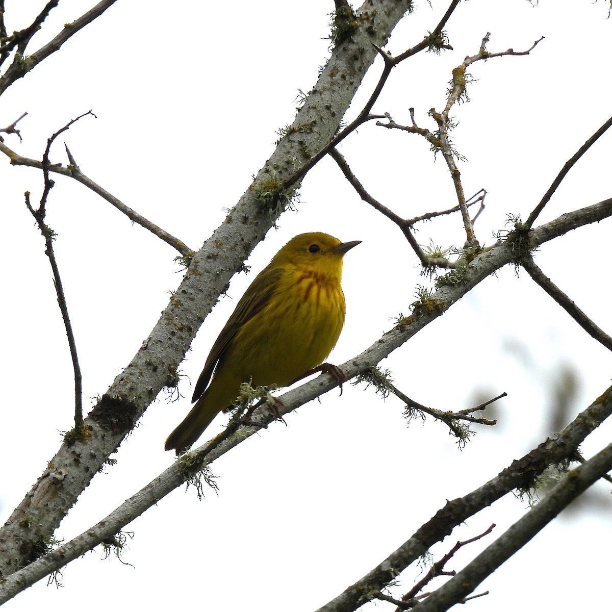 Yellow Warbler - Susan Kirkbride