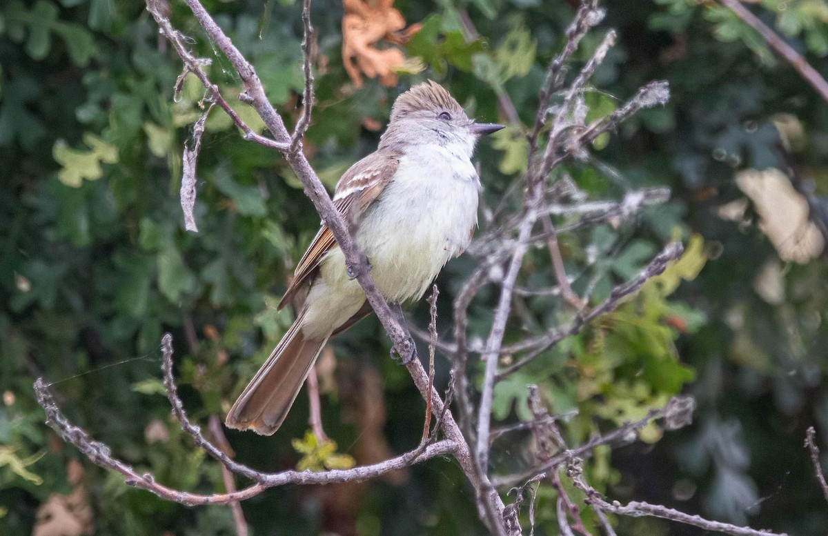 Ash-throated Flycatcher - John Scharpen