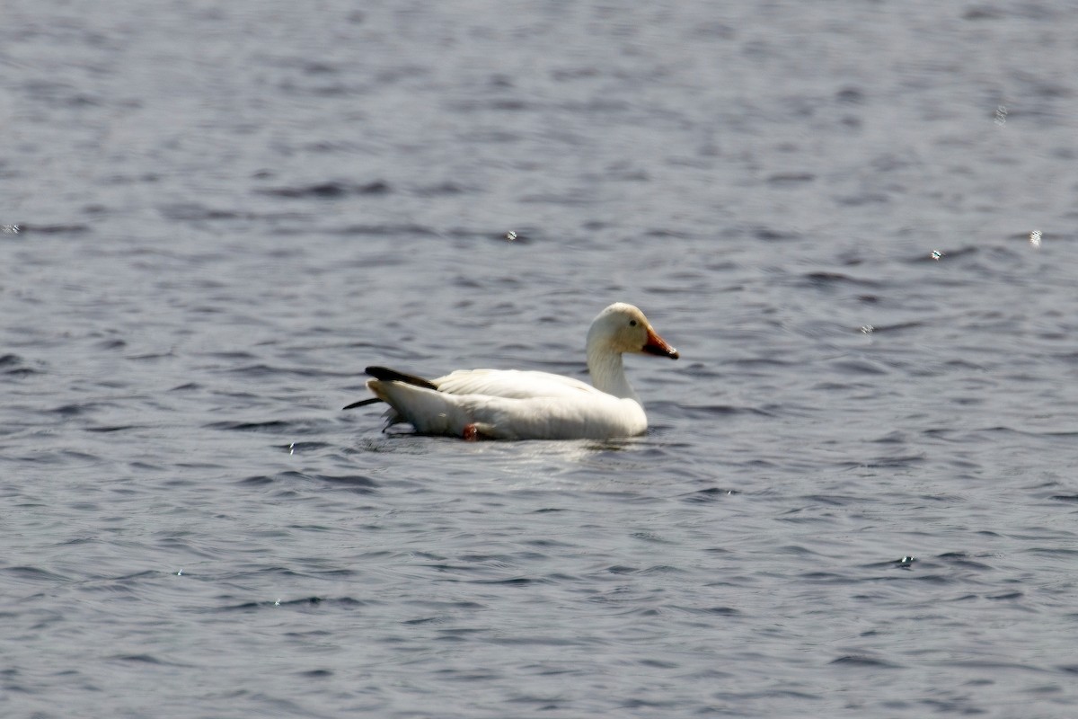 Snow Goose - Normand Laplante