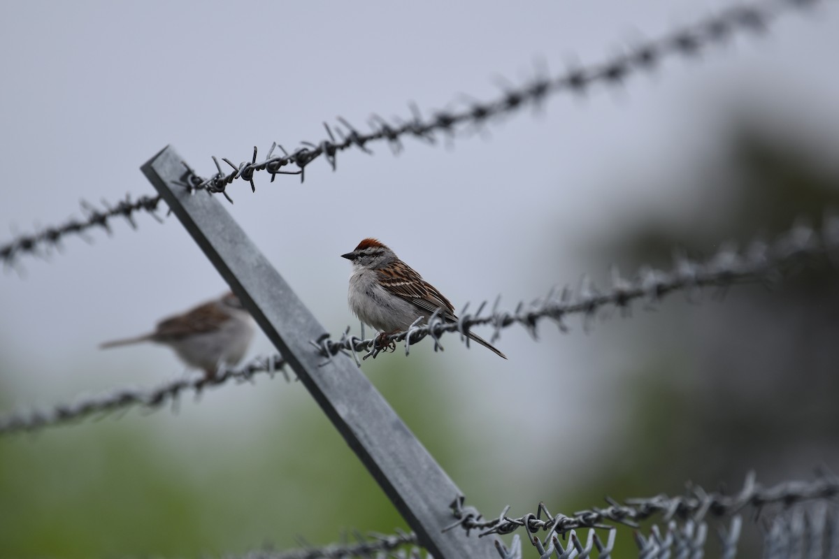 Chipping Sparrow - Shauna Rasband