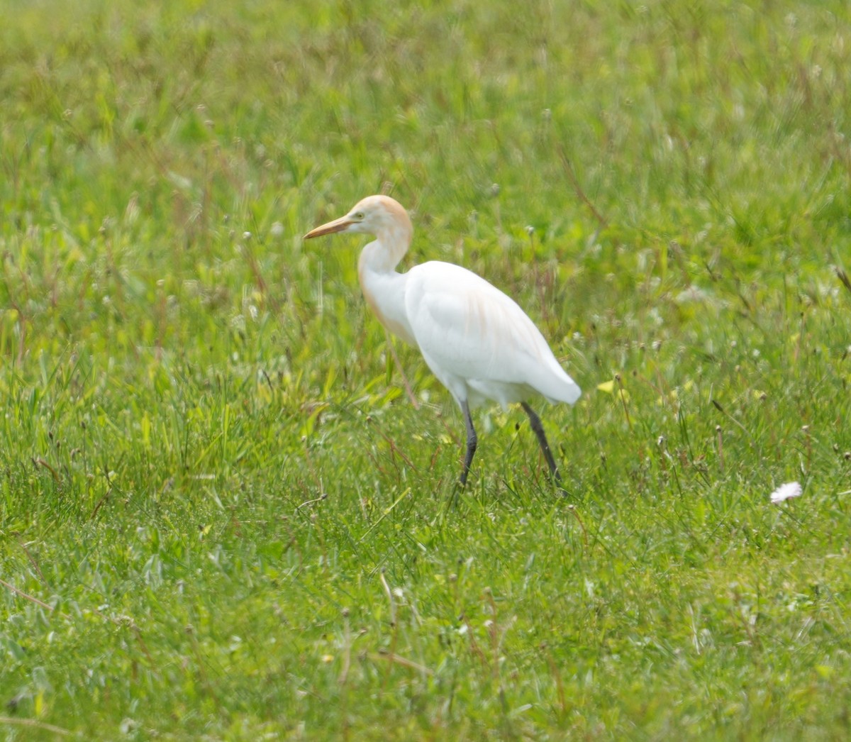 Eastern Cattle Egret - Ethan Skinner