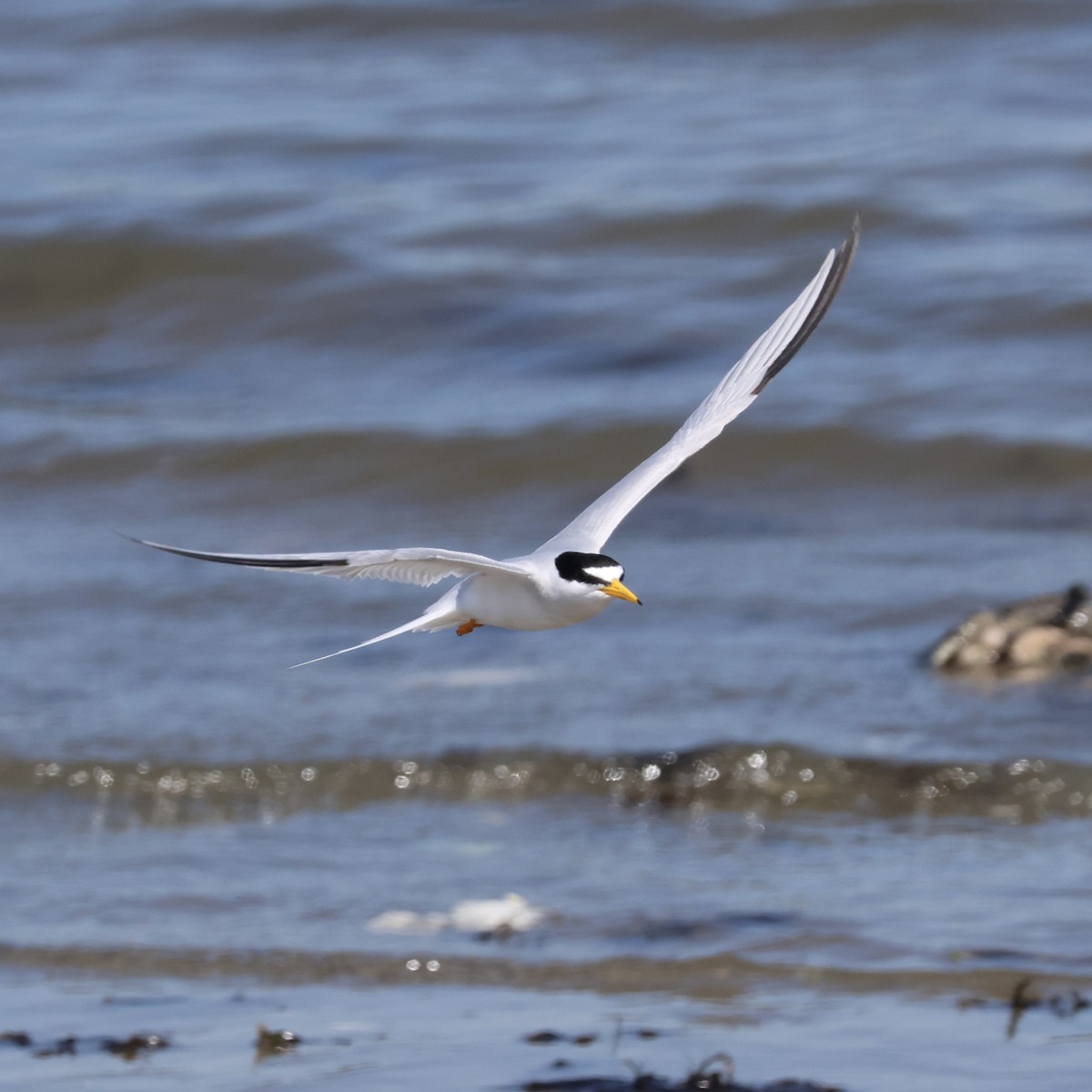 Least Tern - Parsley Steinweiss