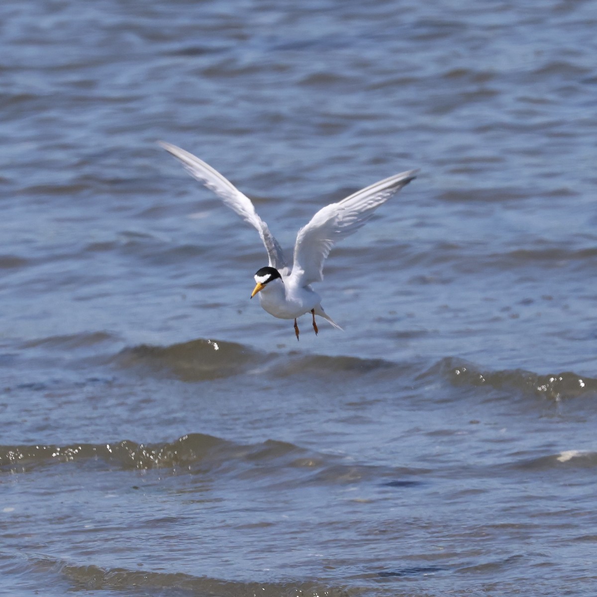 Least Tern - Parsley Steinweiss