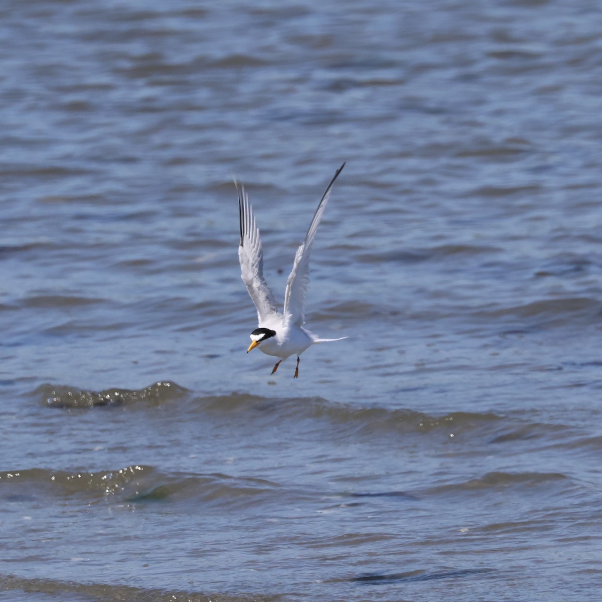 Least Tern - Parsley Steinweiss