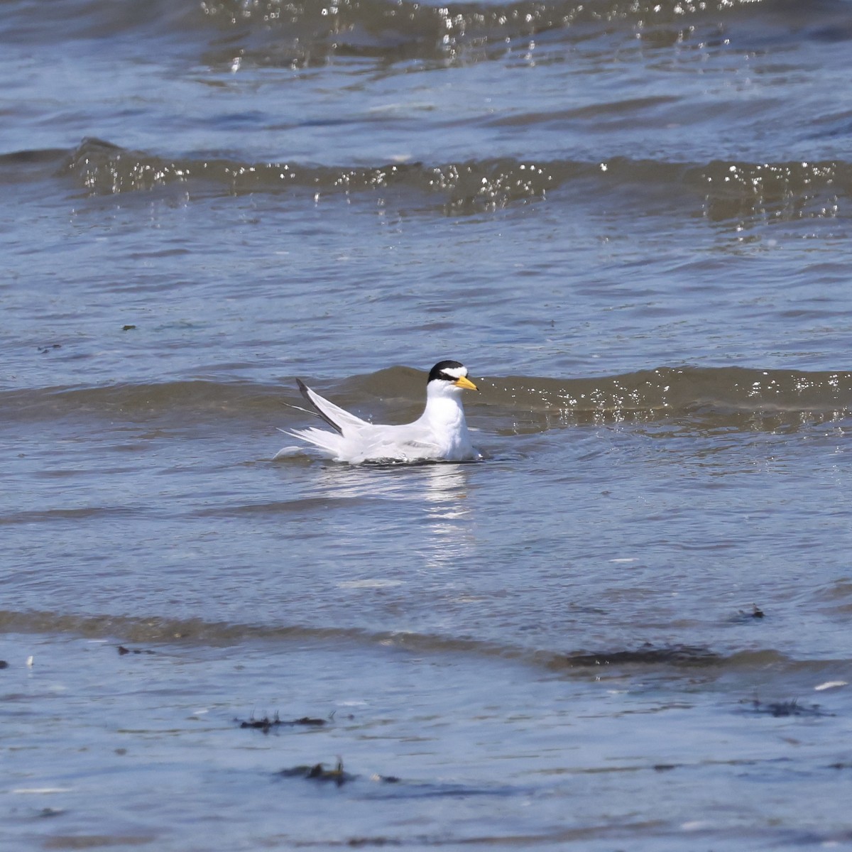 Least Tern - Parsley Steinweiss