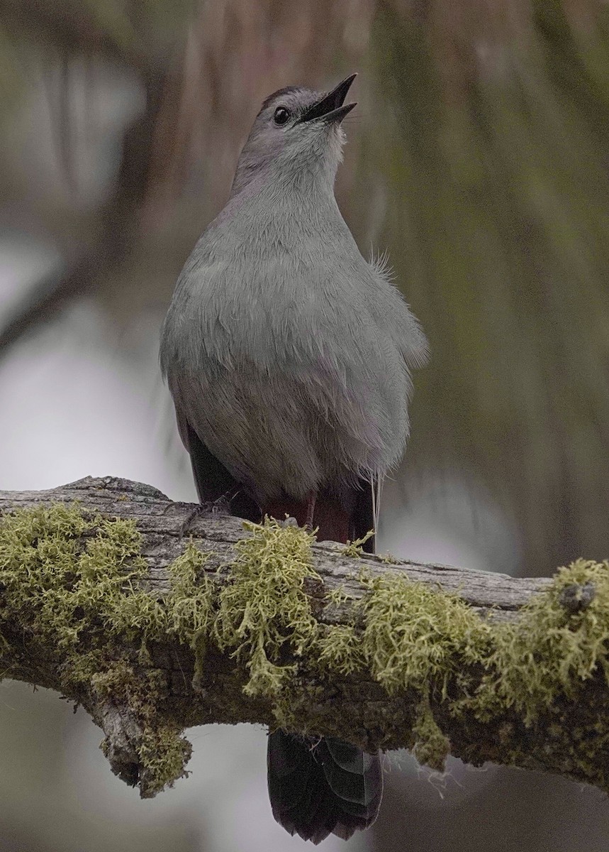 Gray Catbird - maxine reid