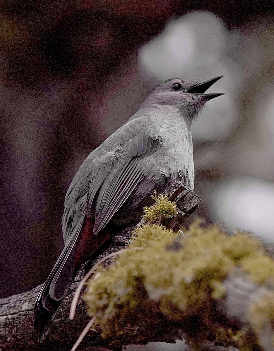 Gray Catbird - maxine reid