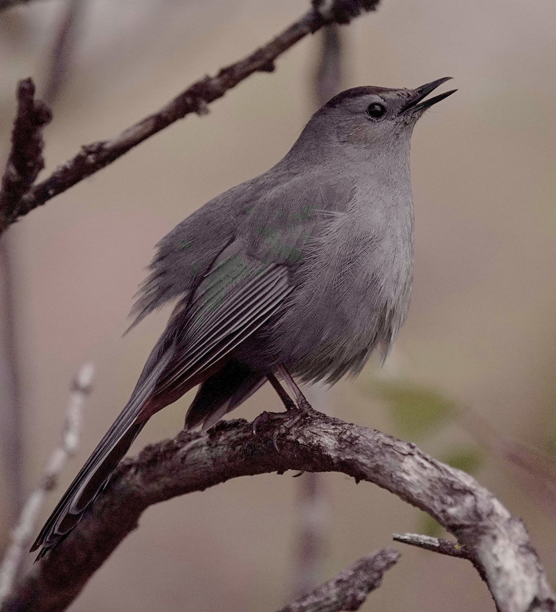 Gray Catbird - maxine reid