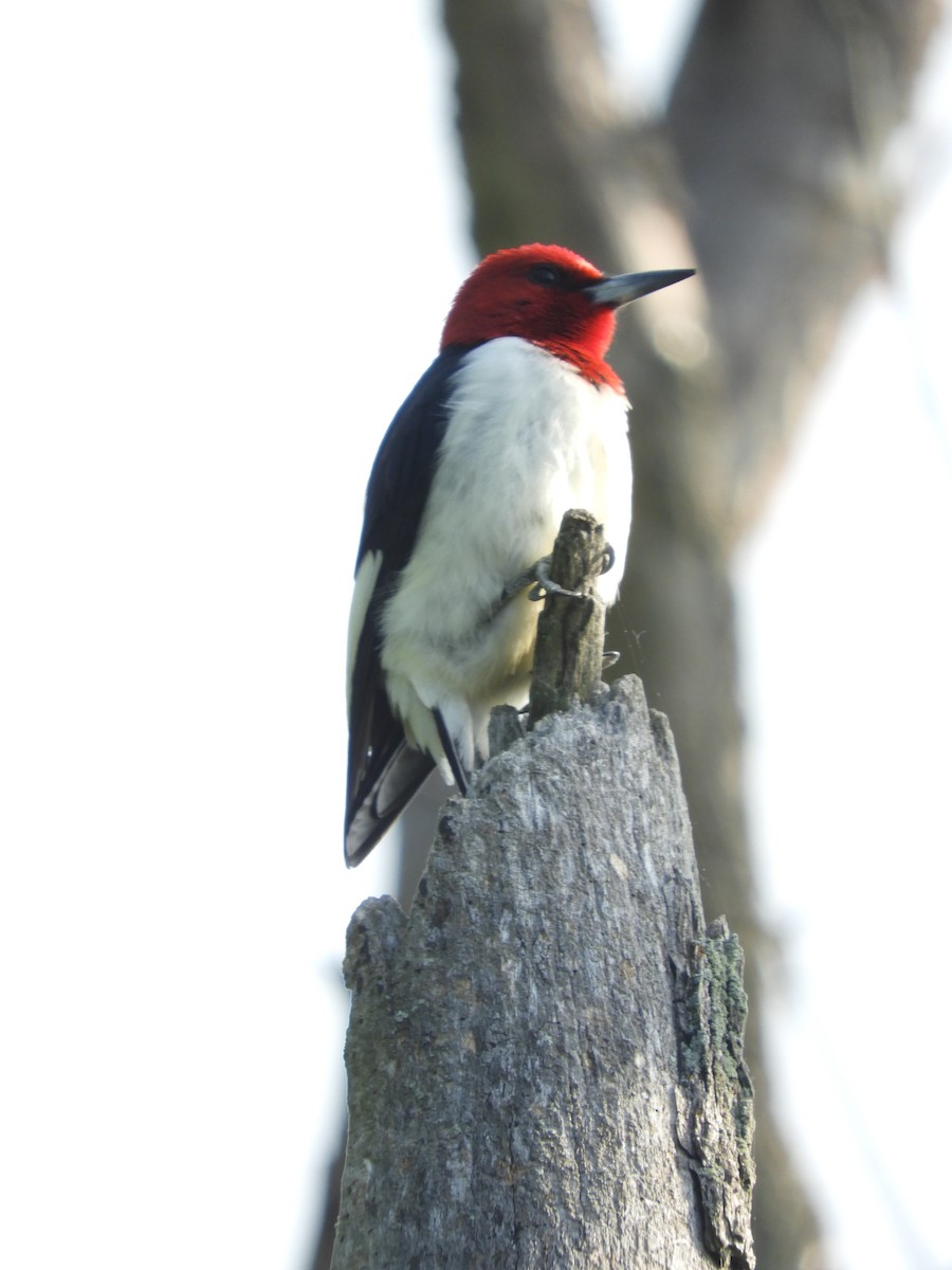 Red-headed Woodpecker - Thomas Bürgi
