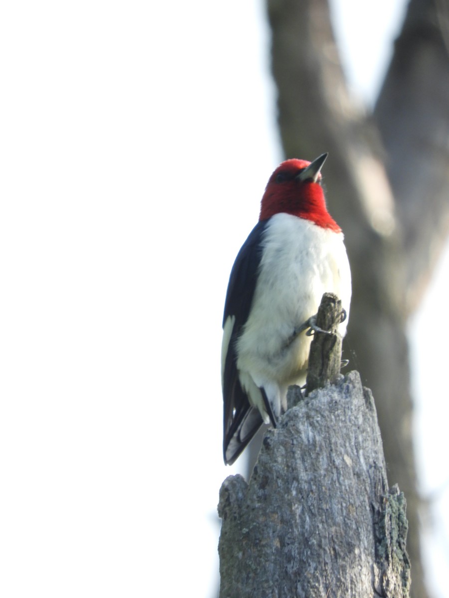 Pic à tête rouge - ML619590272