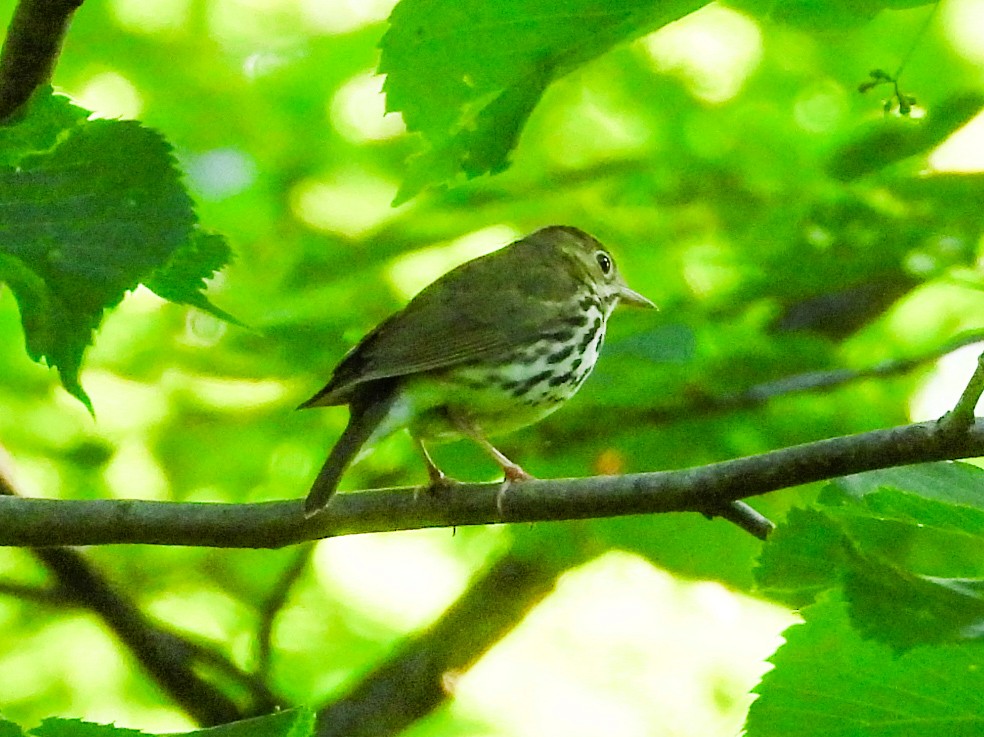 Ovenbird - Haley Gottardo