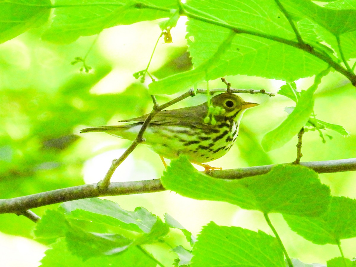 Ovenbird - Haley Gottardo