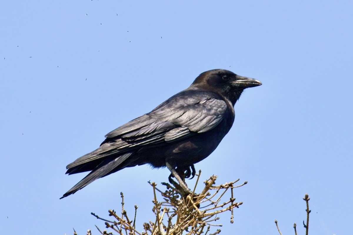American Crow - Normand Laplante