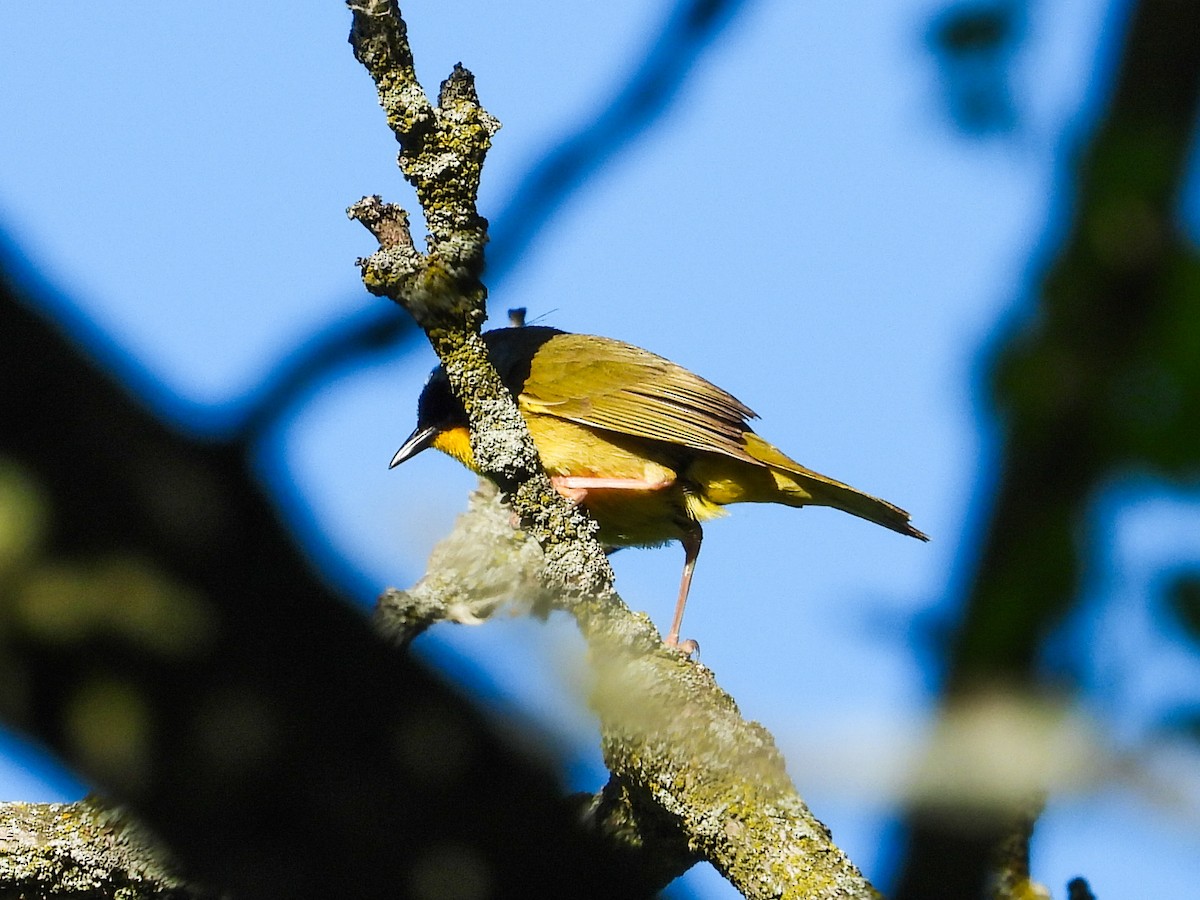 Common Yellowthroat - Haley Gottardo