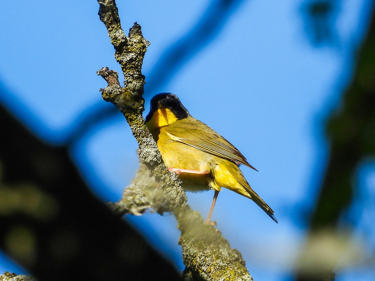 Common Yellowthroat - Haley Gottardo