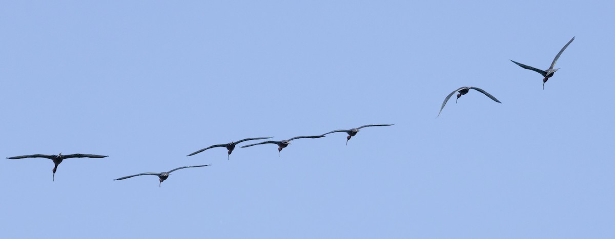 Glossy Ibis - MCHL ____