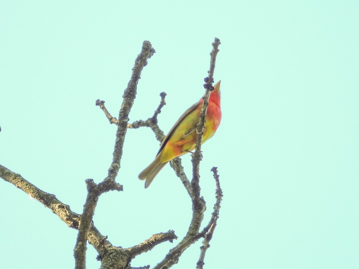 Summer Tanager - Haley Gottardo