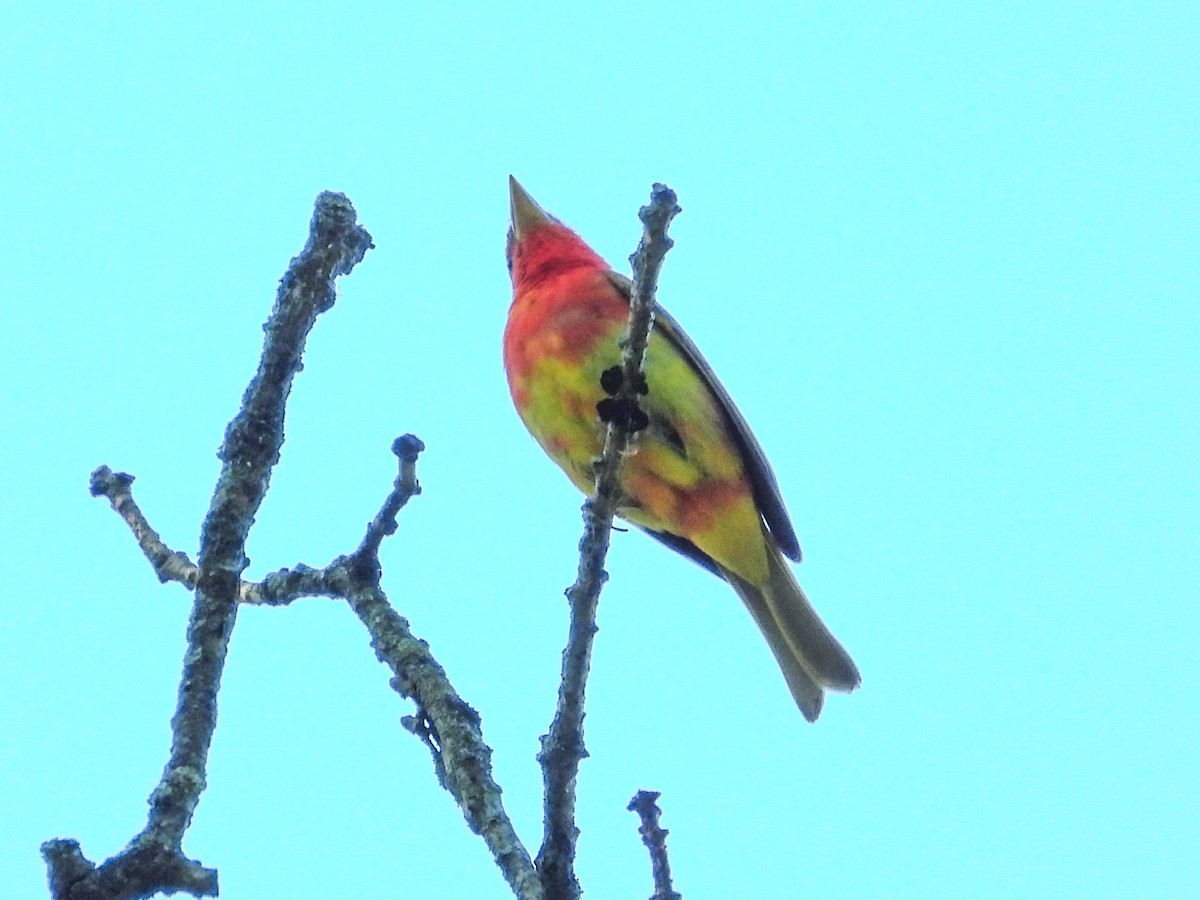 Summer Tanager - Haley Gottardo