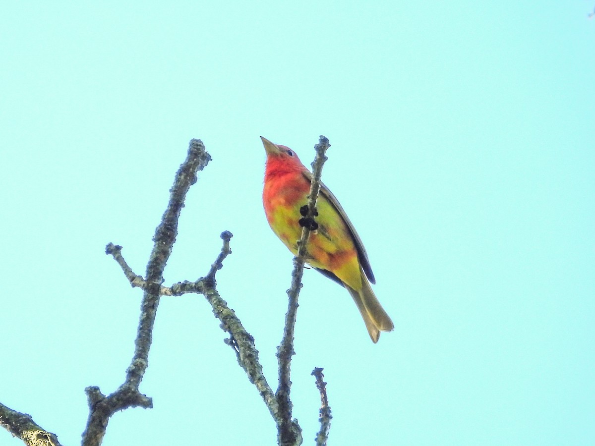 Summer Tanager - Haley Gottardo