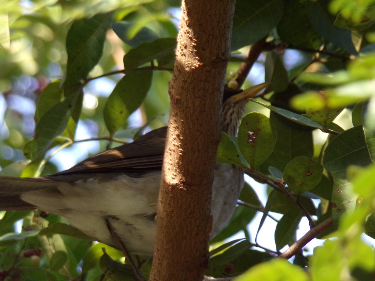 Creamy-bellied Thrush - Antonio Sturion Junior