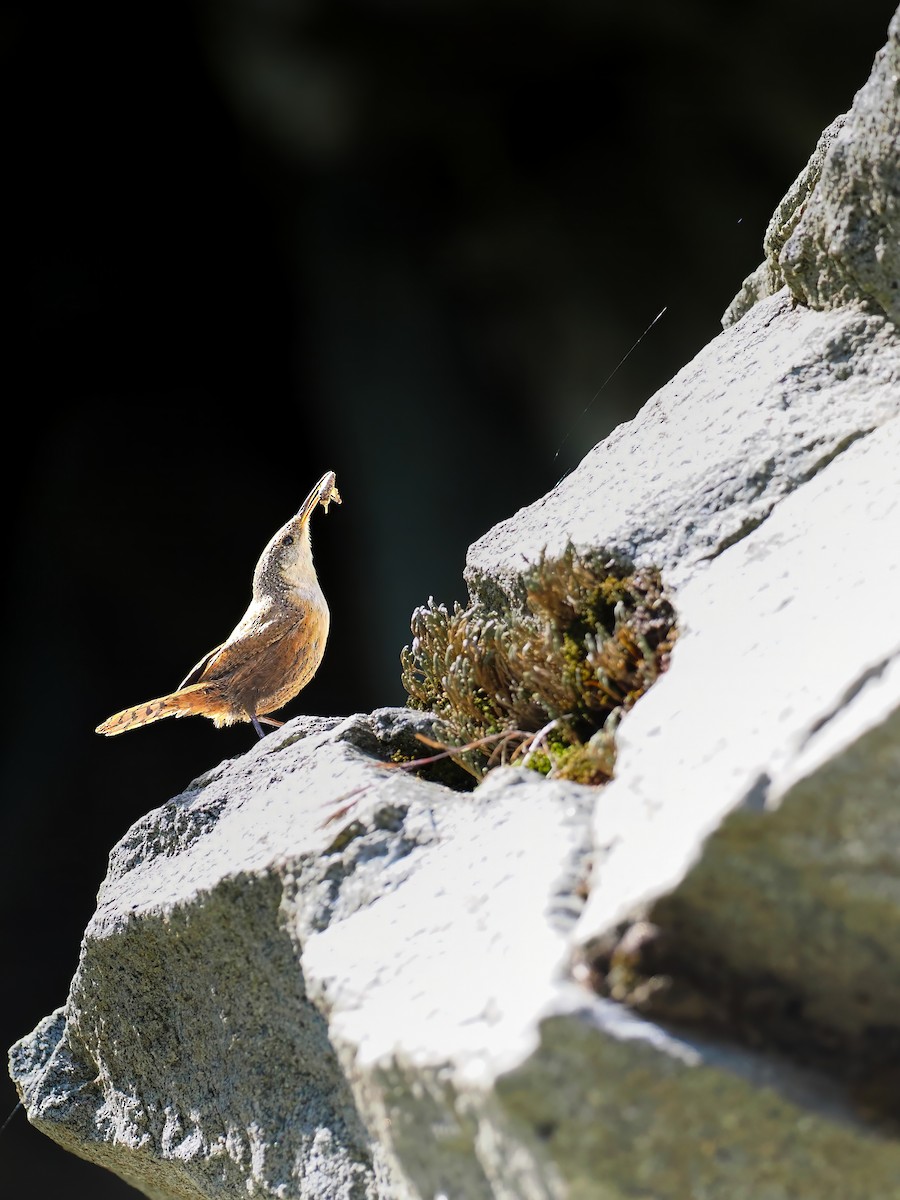 Canyon Wren - Peter Nguyen