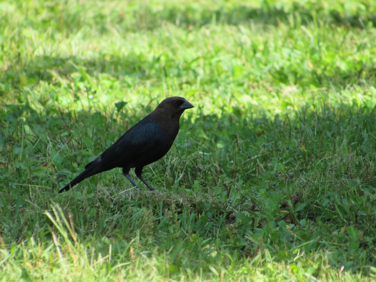 Brown-headed Cowbird - Timothy Blanchard