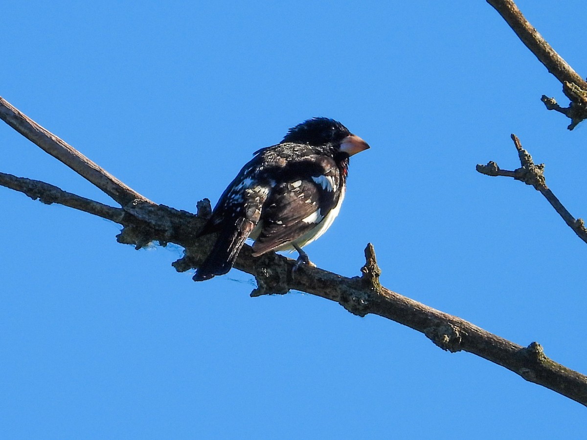 Rose-breasted Grosbeak - Haley Gottardo