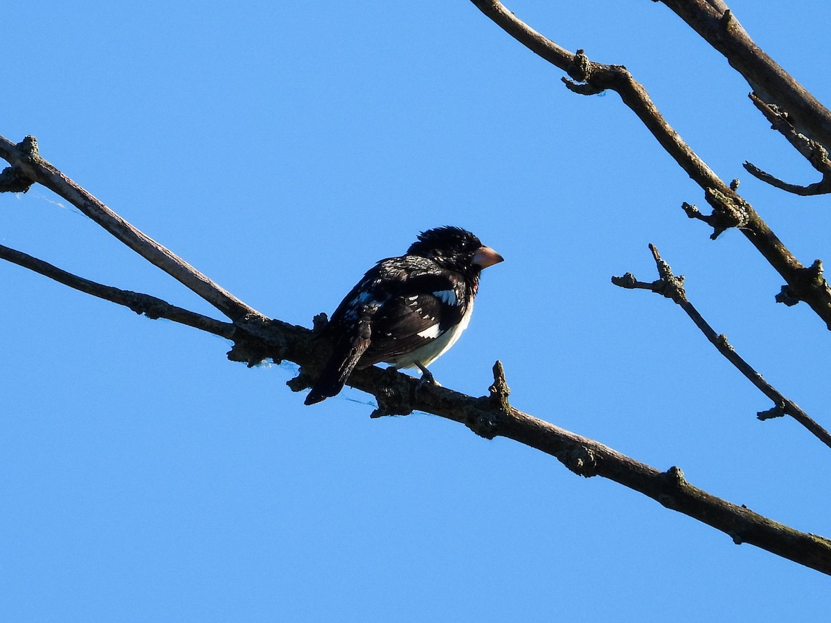 Rose-breasted Grosbeak - Haley Gottardo