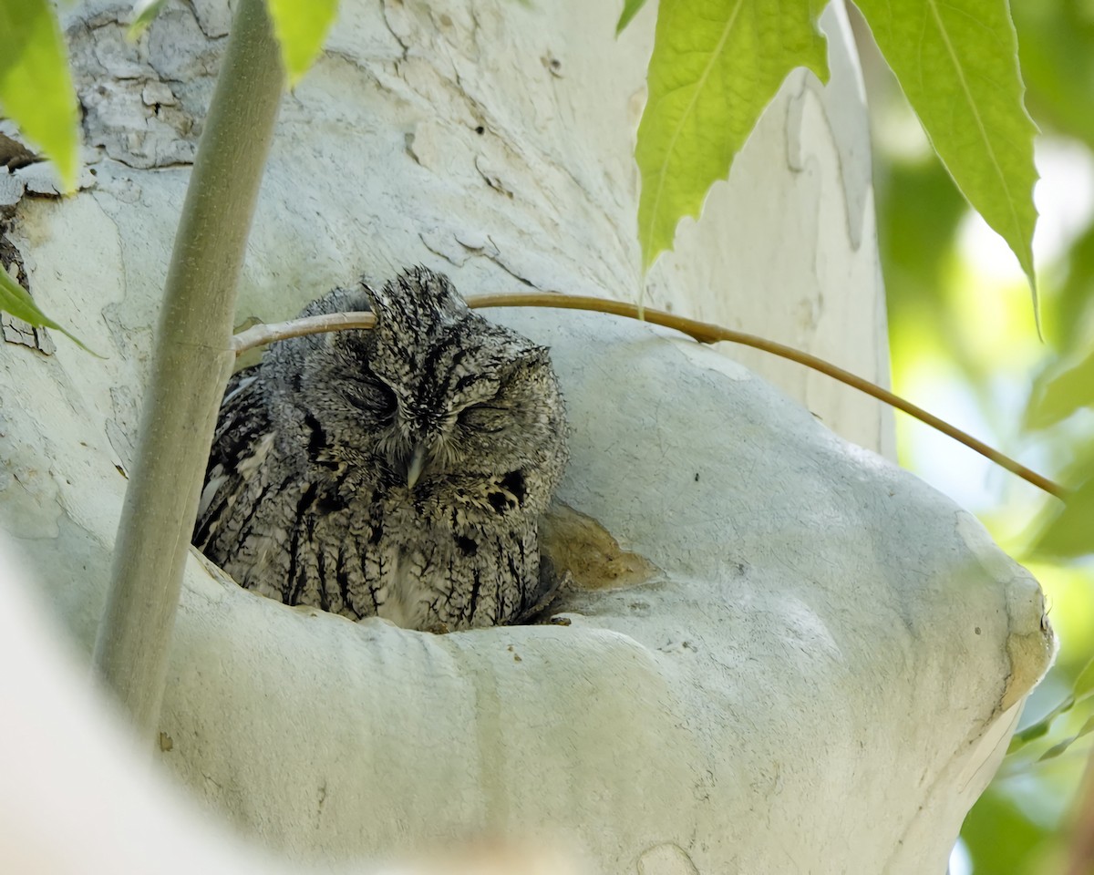 Western Screech-Owl - Marie Ostrander