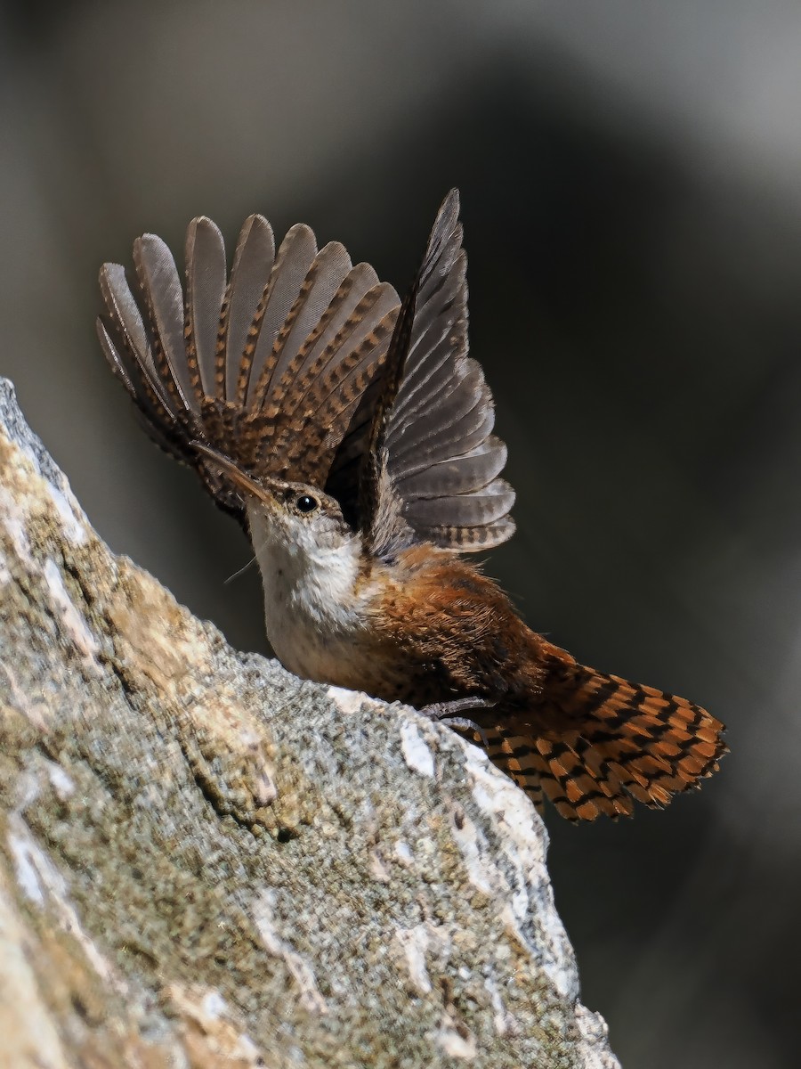 Canyon Wren - ML619590305