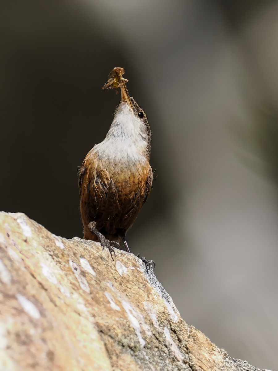 Canyon Wren - ML619590306