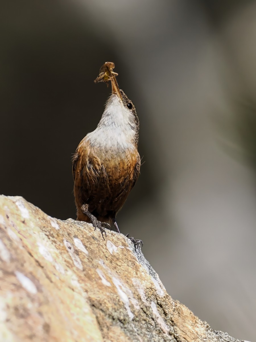 Canyon Wren - Peter Nguyen