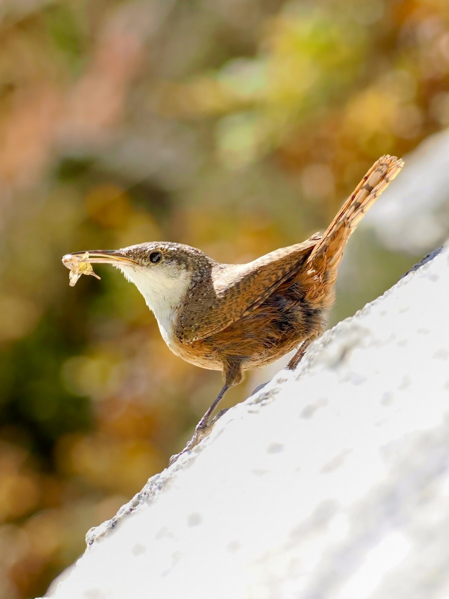 Canyon Wren - Peter Nguyen