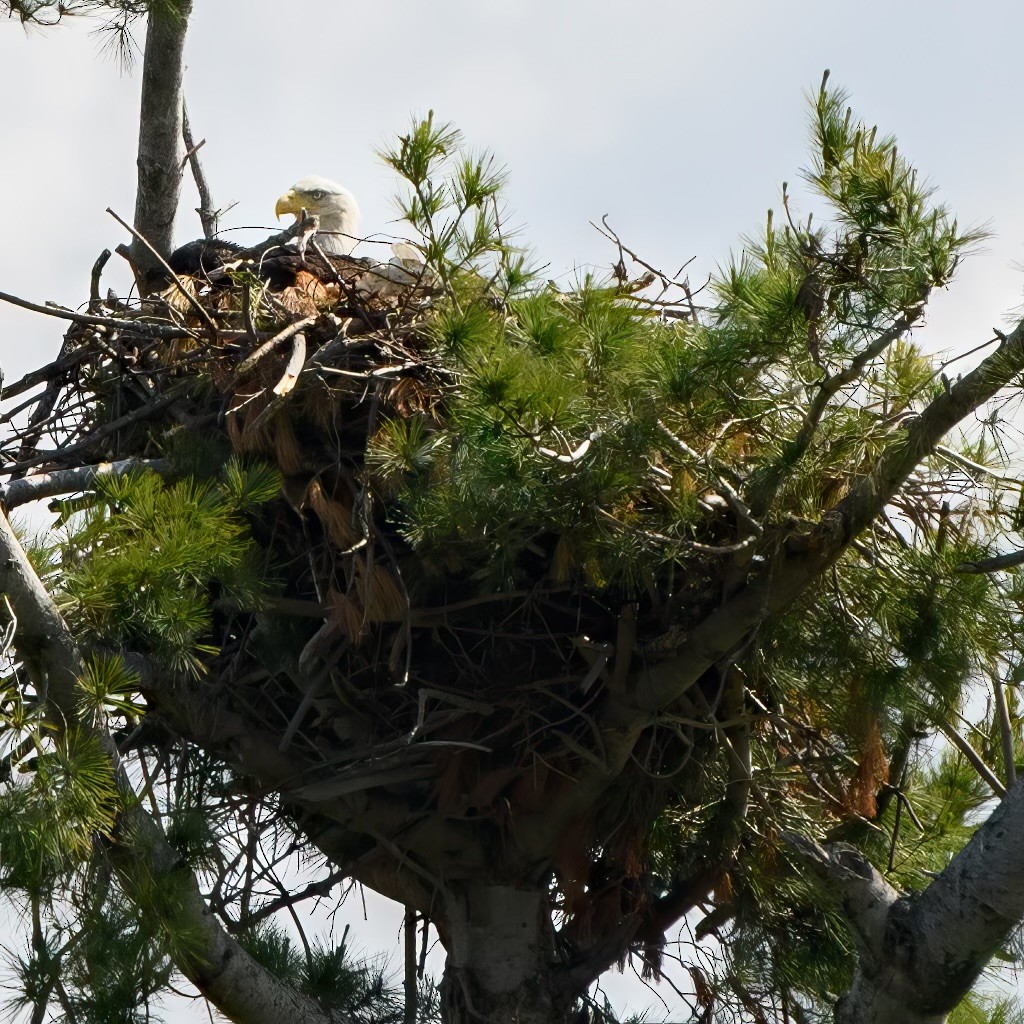 Bald Eagle - Alysia Volstad