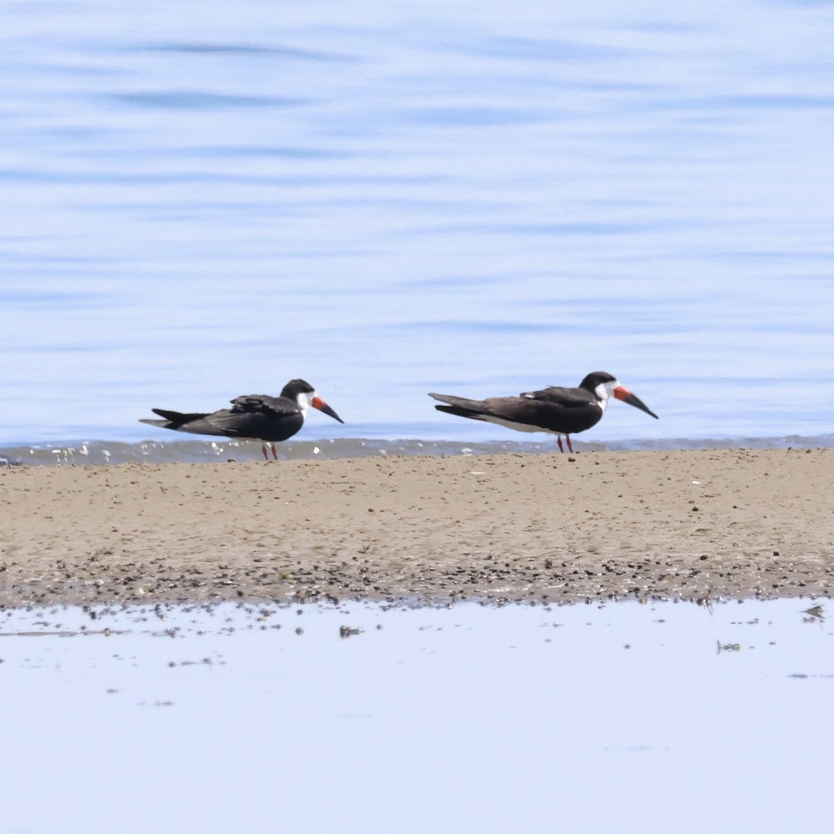 Black Skimmer - Parsley Steinweiss