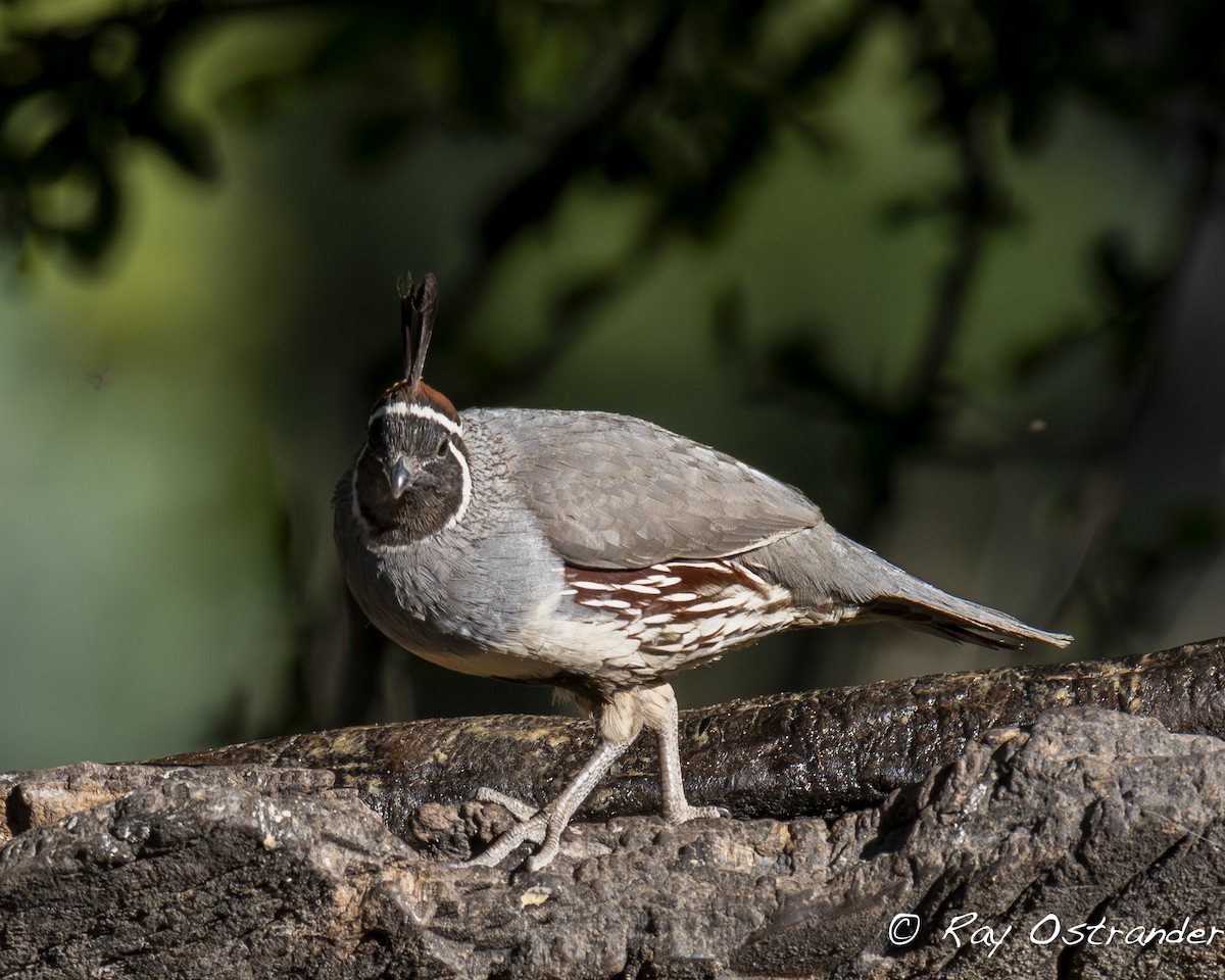 Gambel's Quail - Ray Ostrander