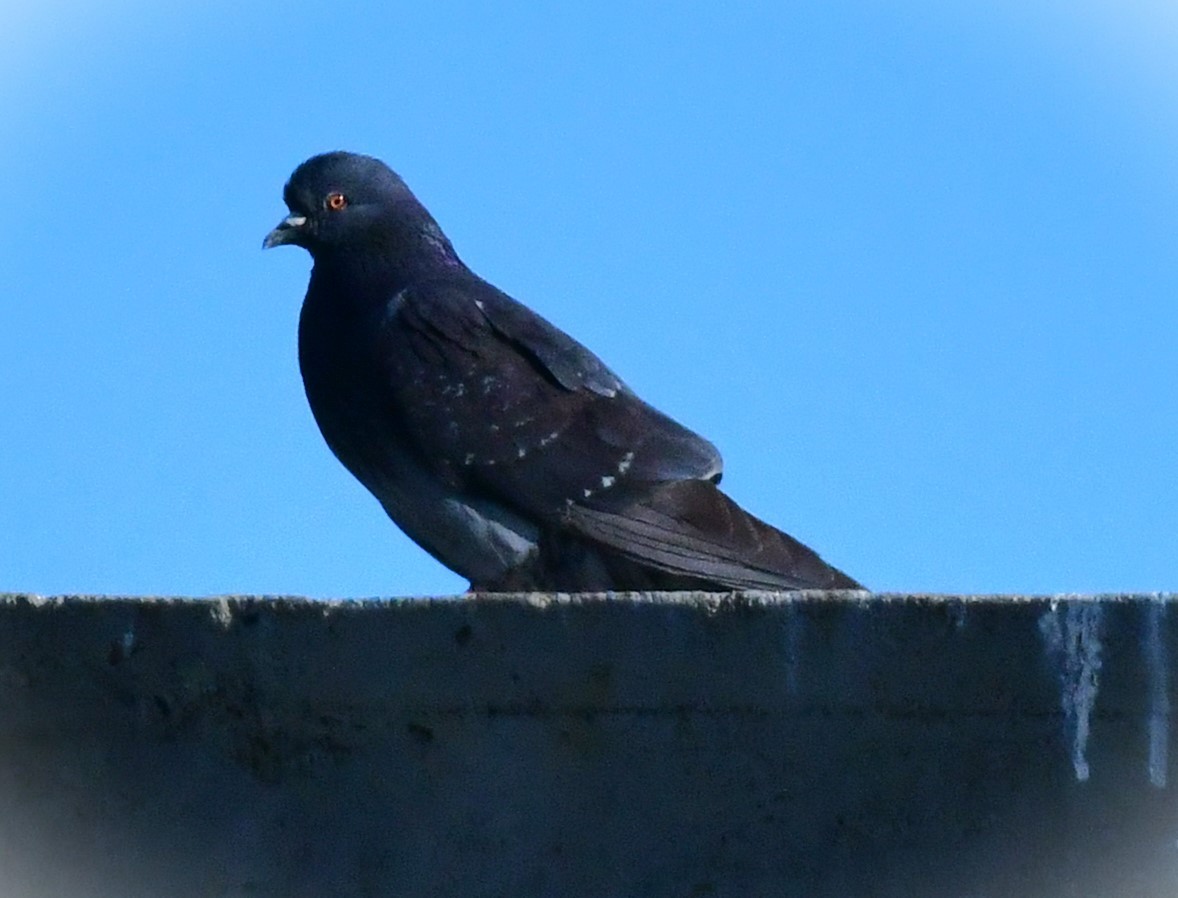 Rock Pigeon (Feral Pigeon) - Elke Davis