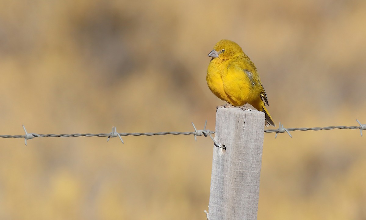 Puna Yellow-Finch - Adrián Braidotti