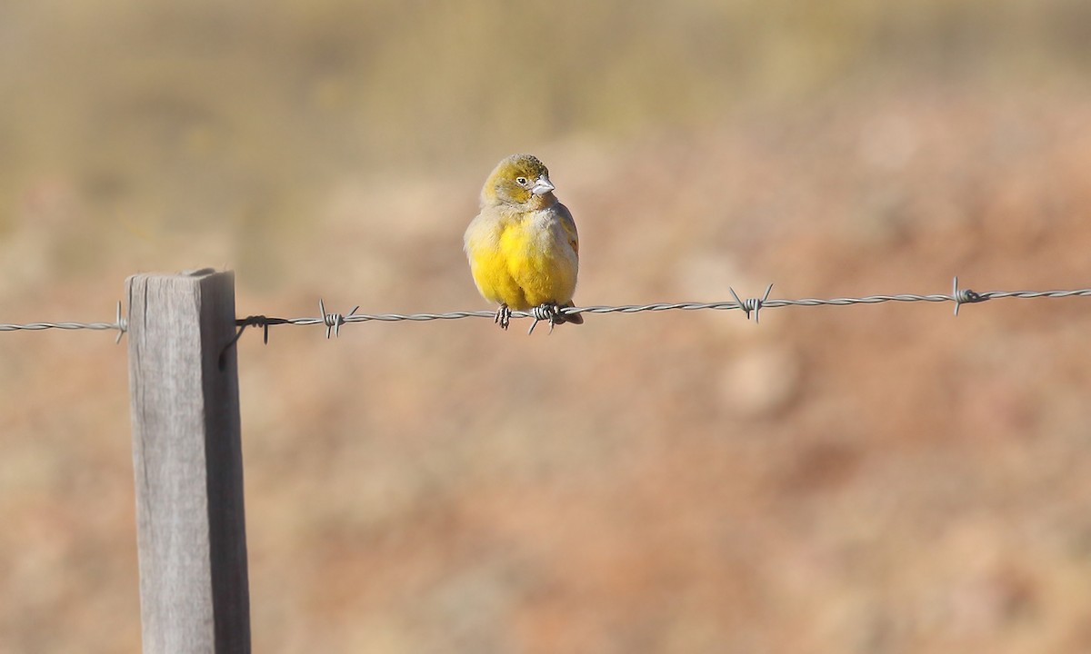 Puna Yellow-Finch - Adrián Braidotti