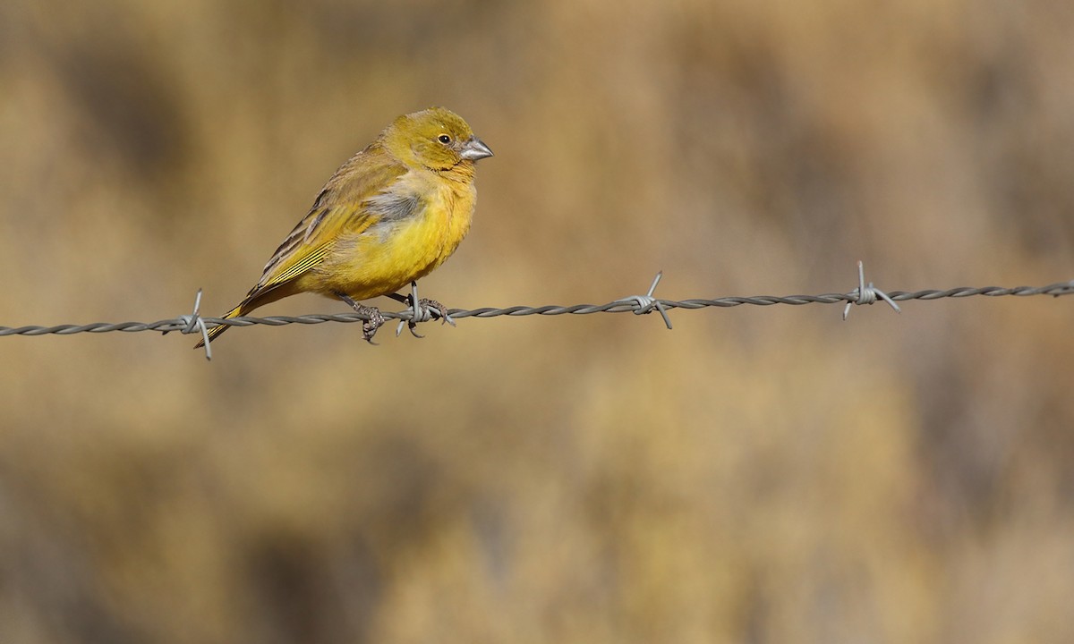 Puna Yellow-Finch - Adrián Braidotti