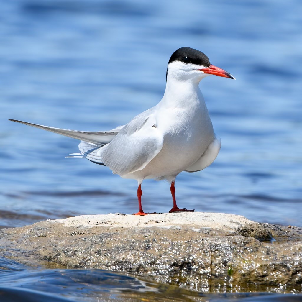 Common Tern - Alysia Volstad