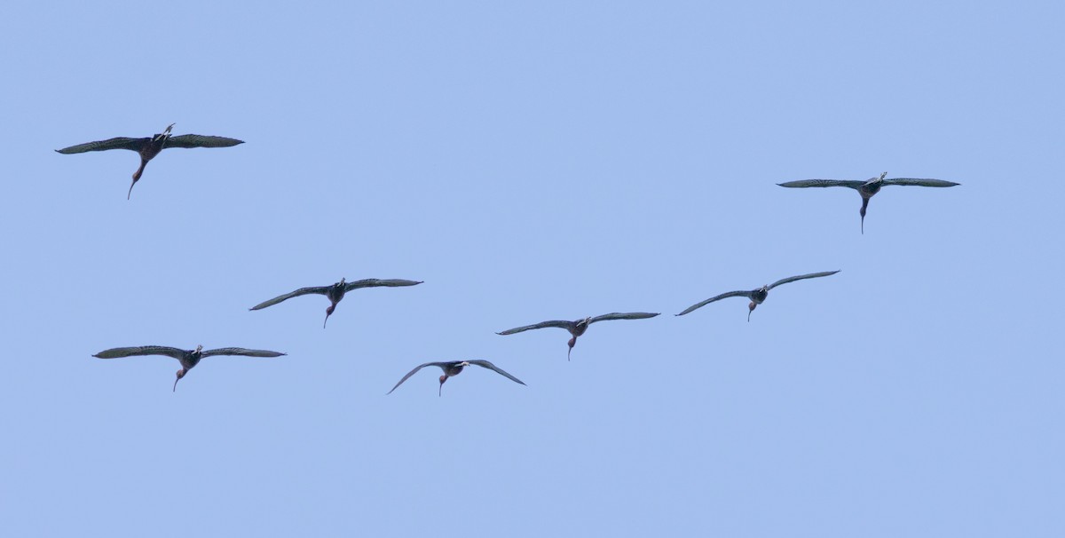 Glossy Ibis - MCHL ____