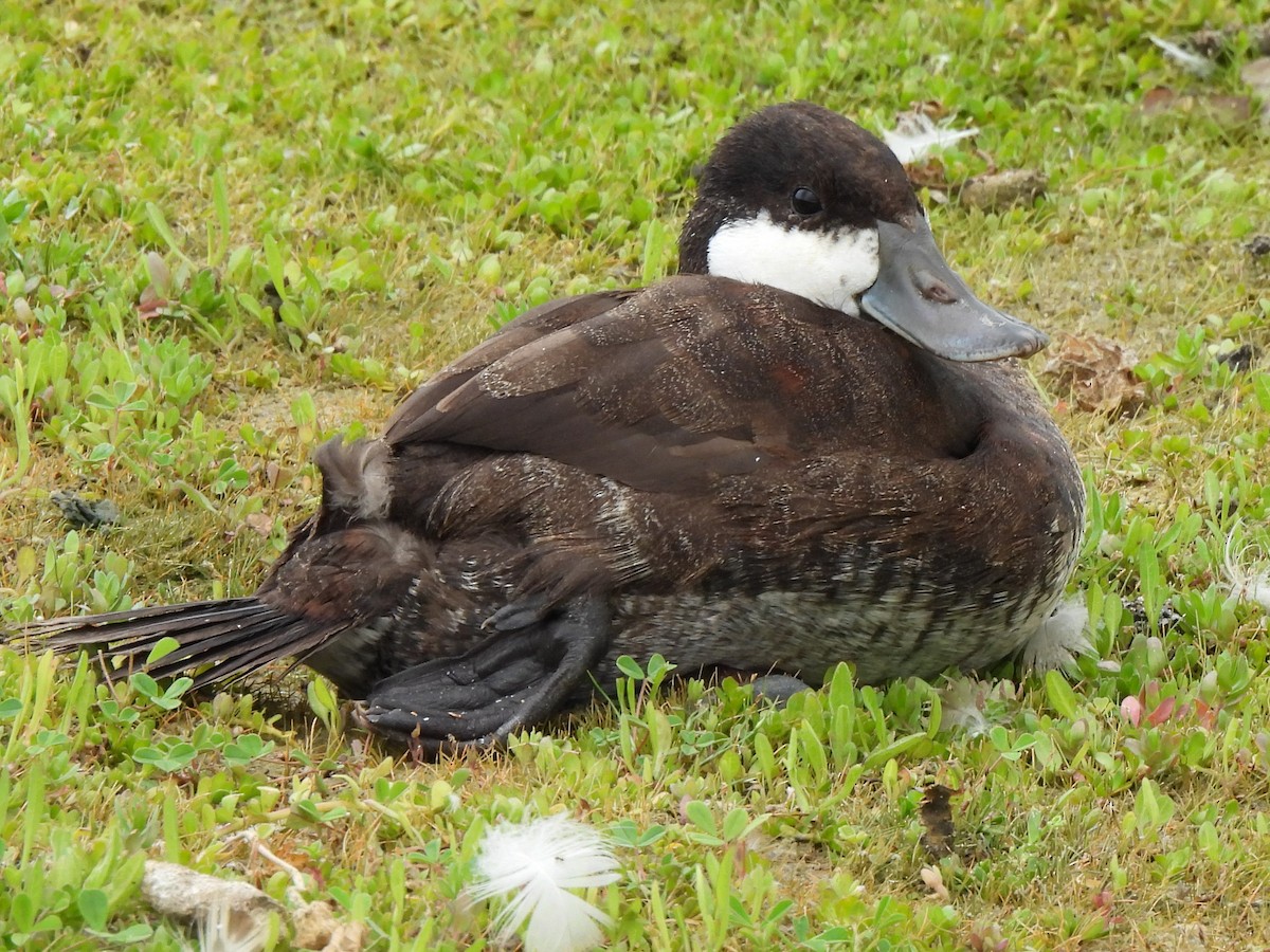 Ruddy Duck - Kiandra Mitchell