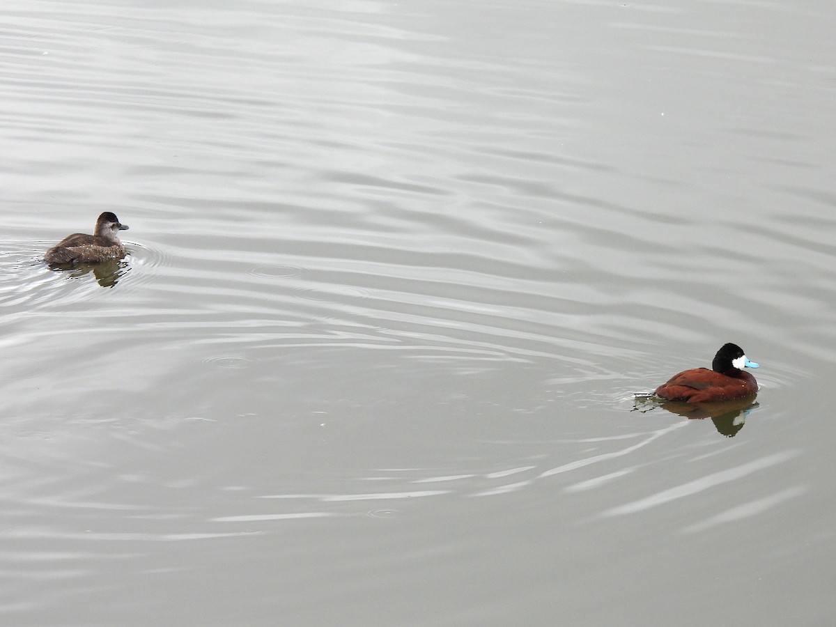 Ruddy Duck - Kiandra Mitchell