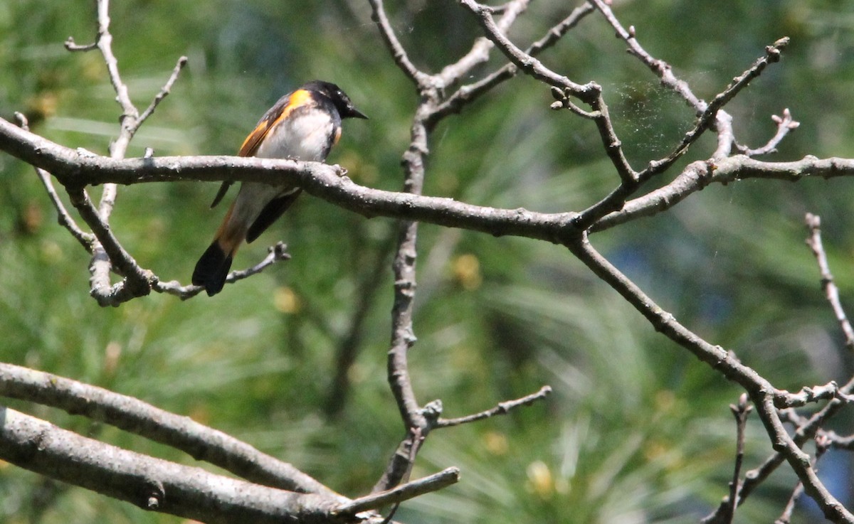 American Redstart - Lisa Monachelli