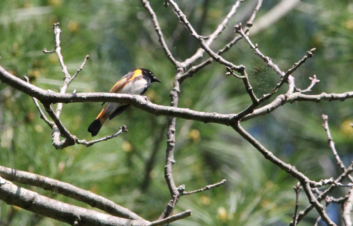 American Redstart - Lisa Monachelli